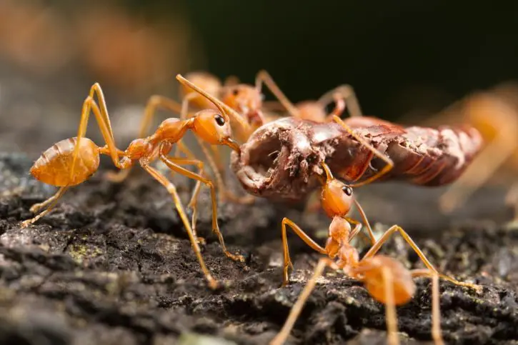 10 Especies que dominarían el mundo si no existiéramos 10 Especies que dominarían el mundo si no existiéramos