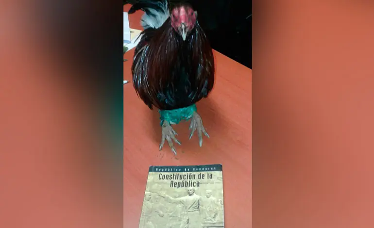 Gallo candidato a presidencia de Honduras