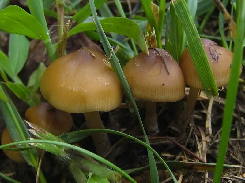 drogasnaturales