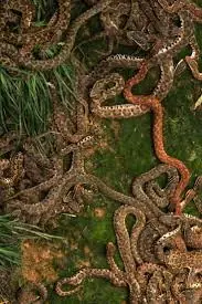 serpiente