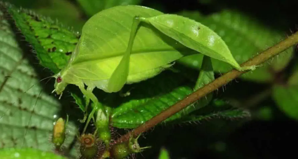 Nueva especie de insecto en Borneo: ¡Las hembras son rosas!