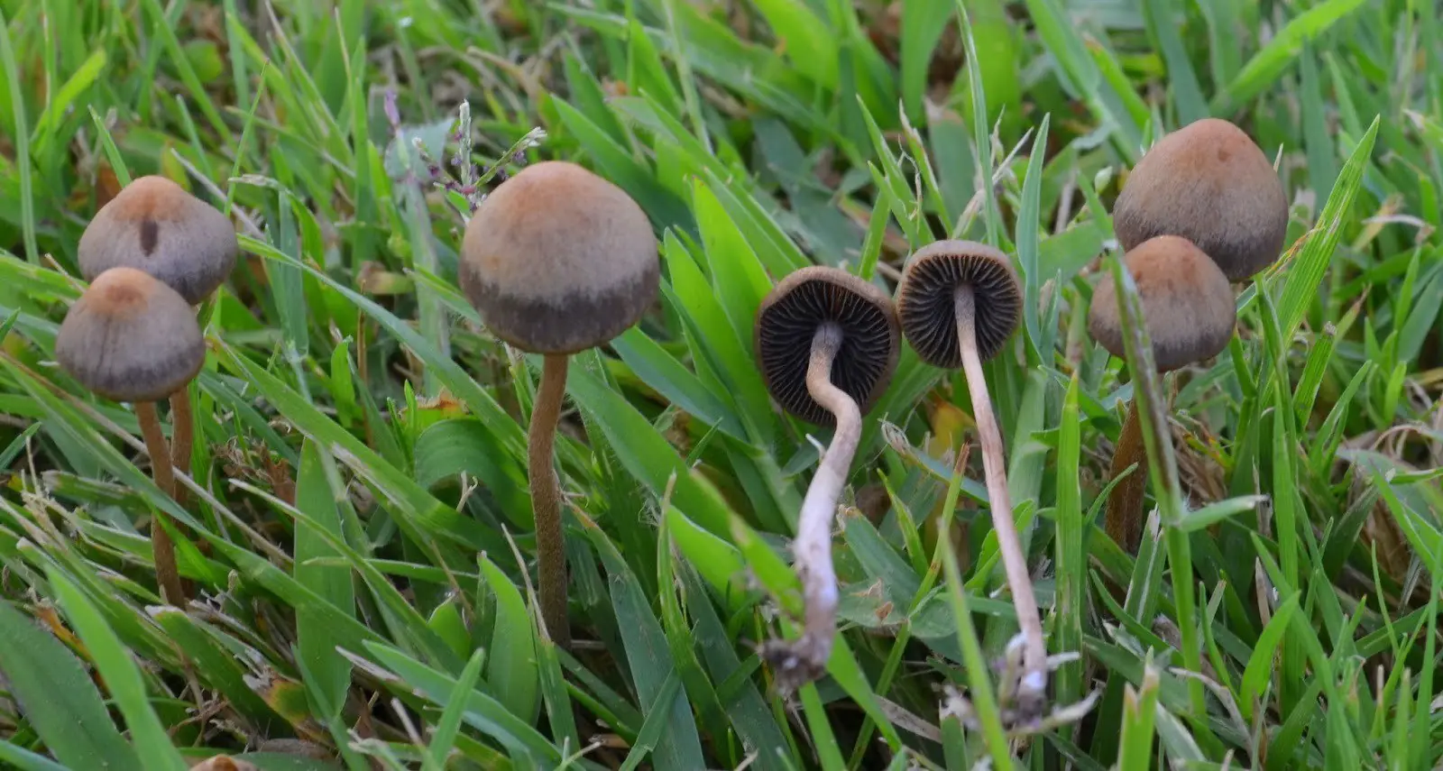 hongos