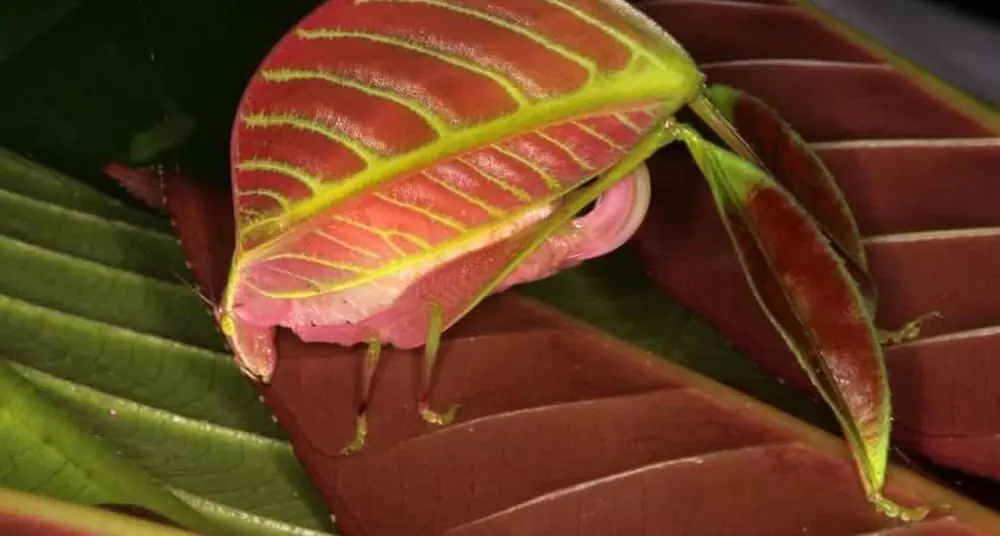 insectos nuevos