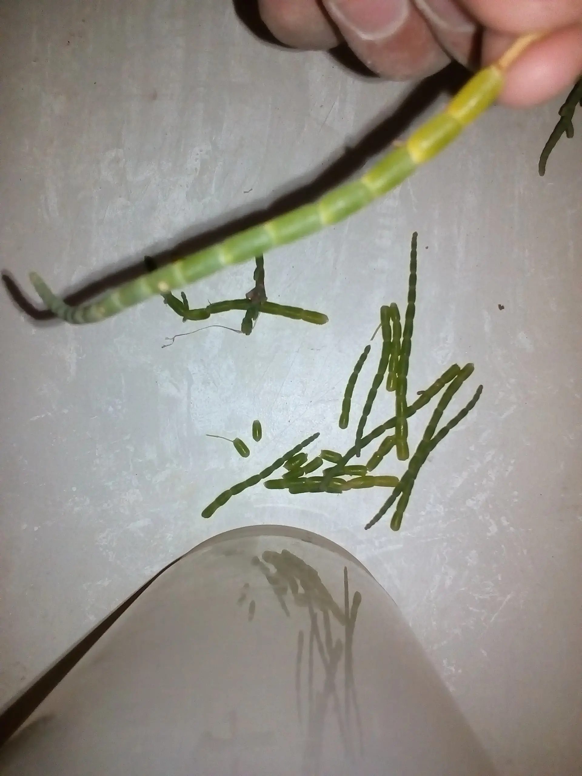 salicornia
