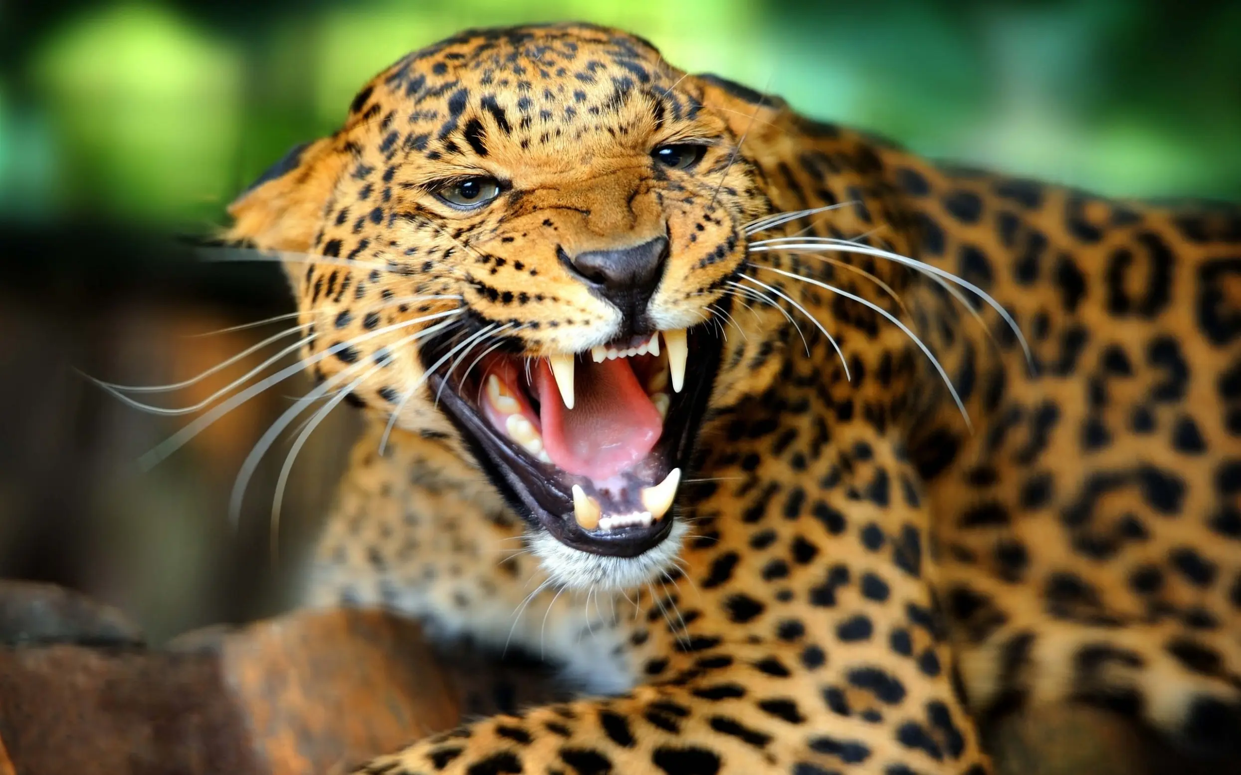 animales