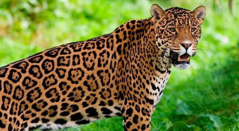 Jaguar en peligro de extinción