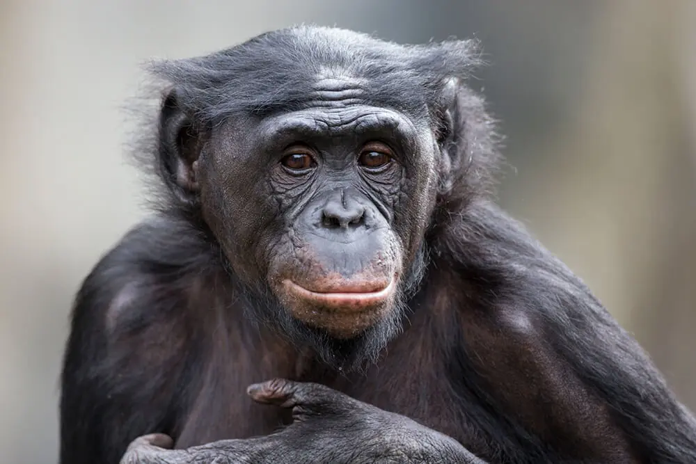 Evolucion humana