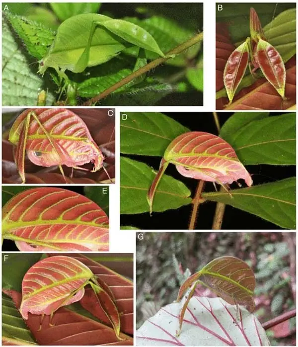 especies nuevas