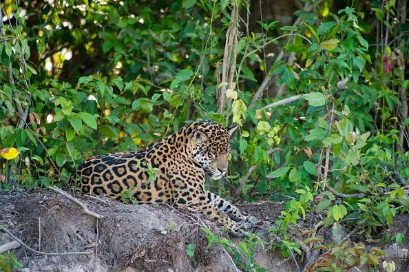 jaguar
