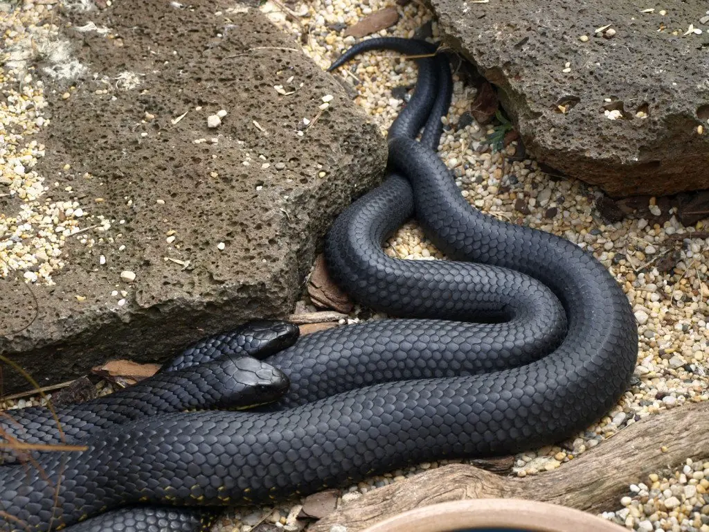 peligrosa