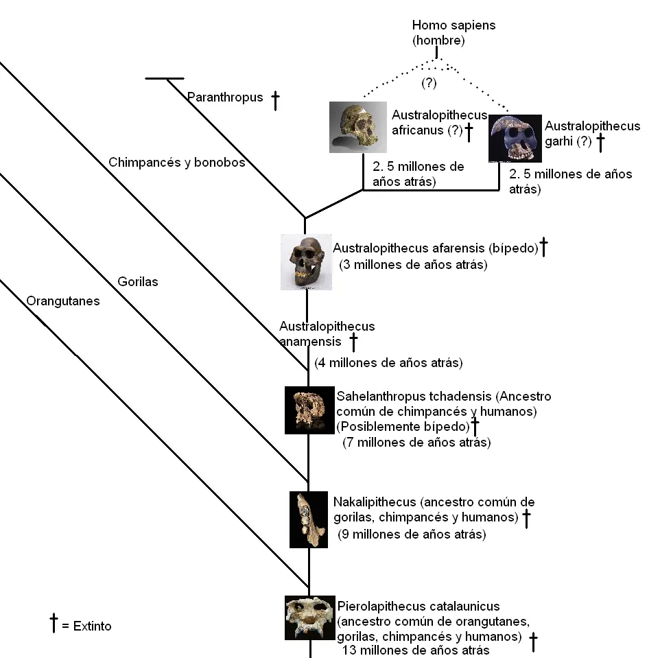 Evolucion humana