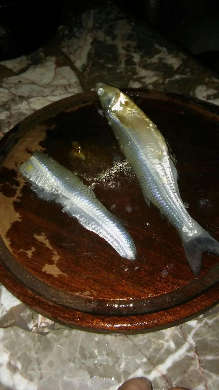 pejerrey