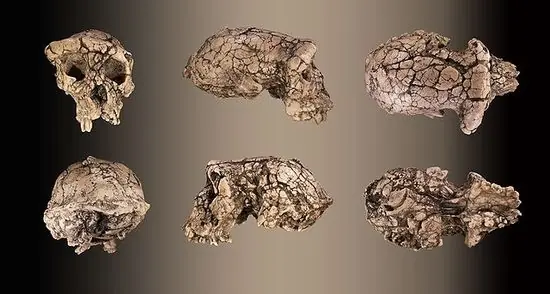 teoria de la evolucion
