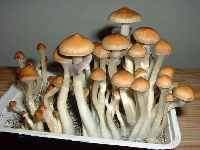 alucinogenos