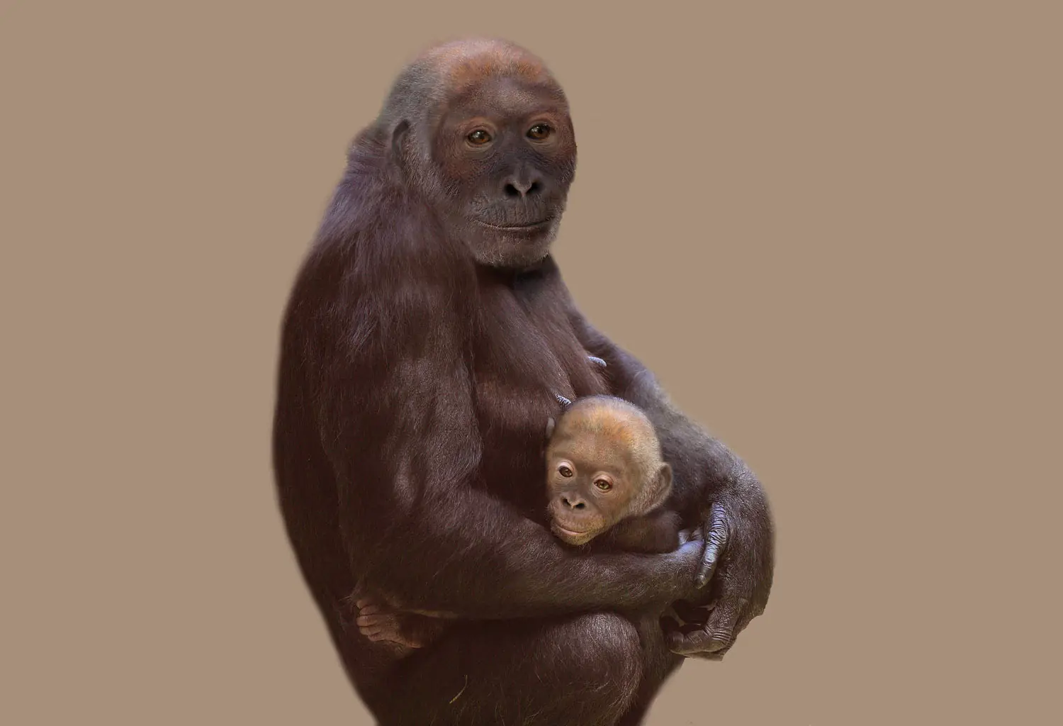 Evolucion