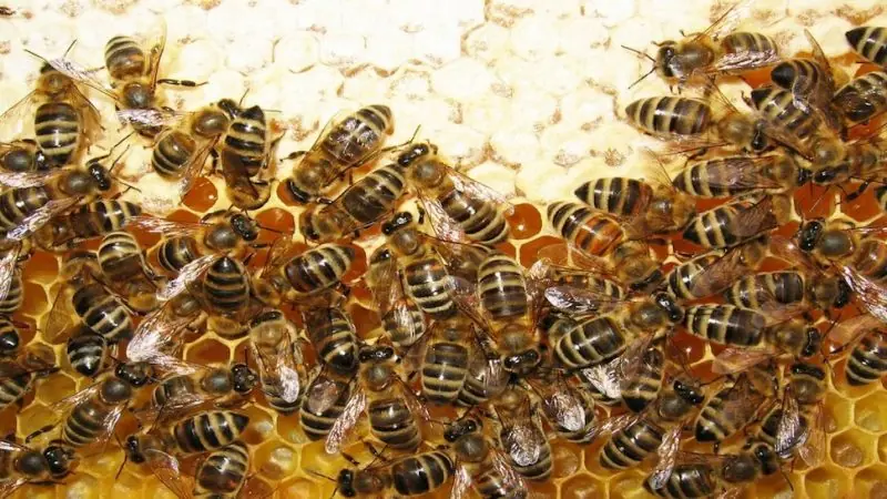 El organizado sistema de aduanas de las abejas