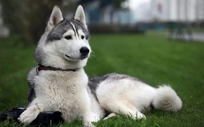 Perro Pila Argentino