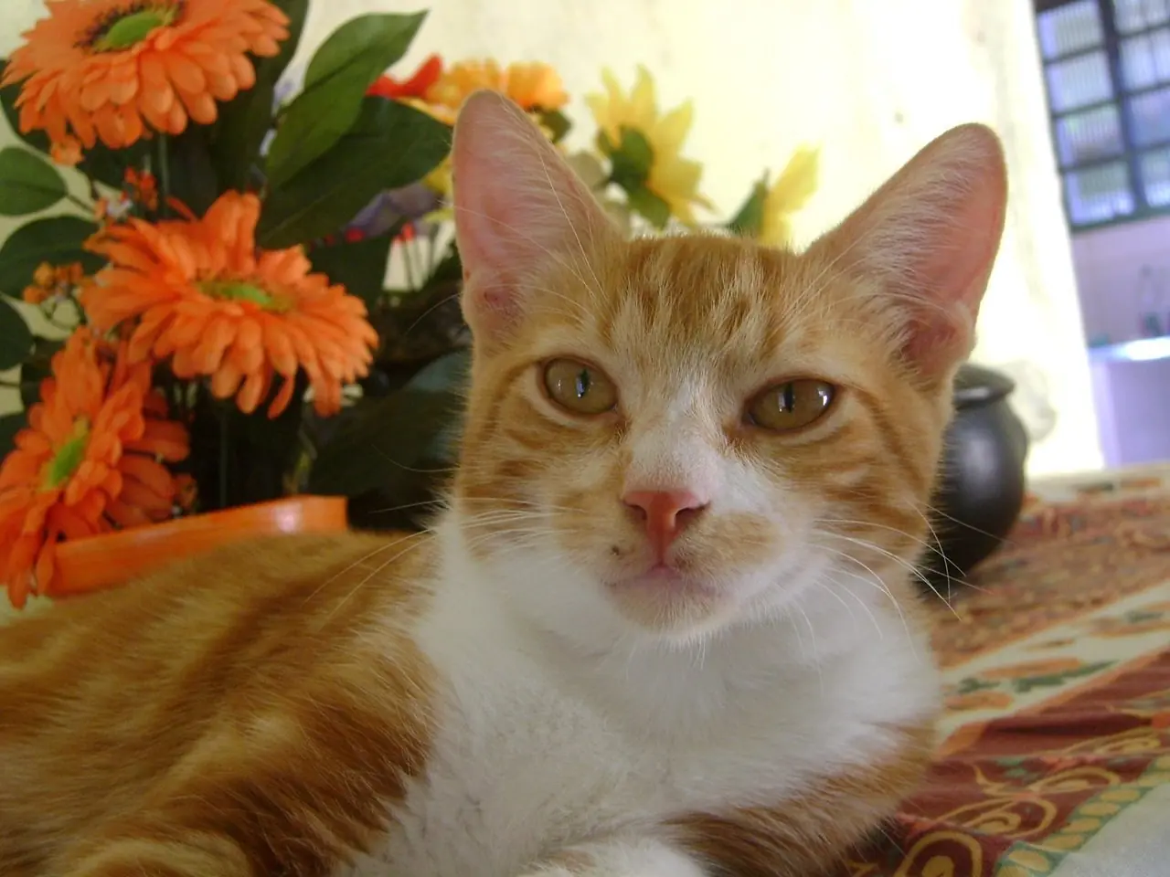 felinos