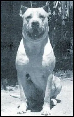 Razas de perro argentinas. Inteligenca colectiva