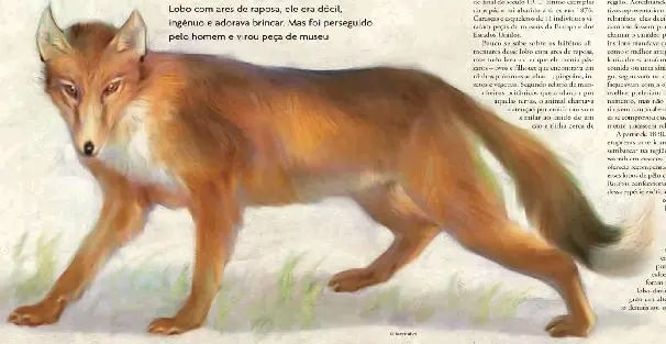 Perro de pelea Cordobes