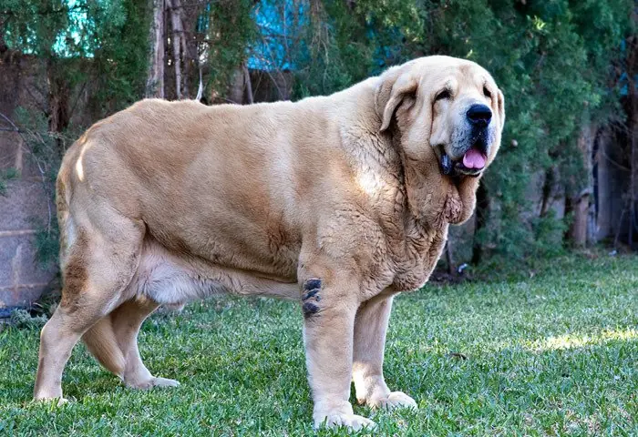 Perro yagan