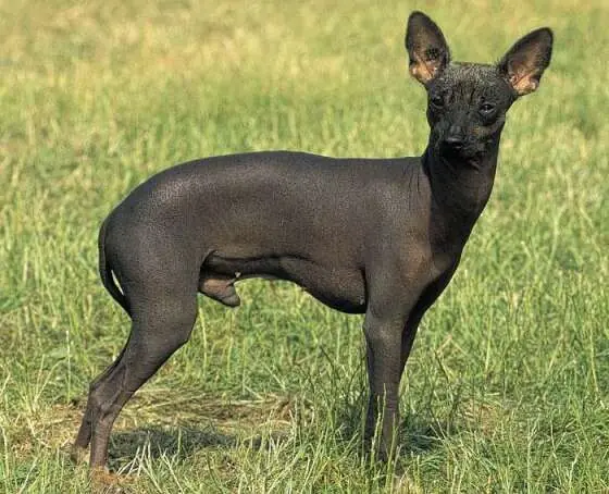 Perro yagan