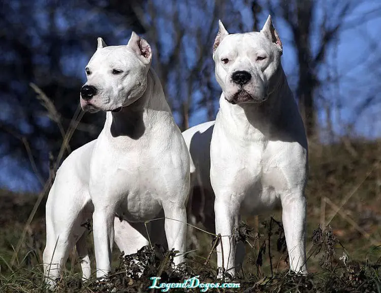 Razas de perro