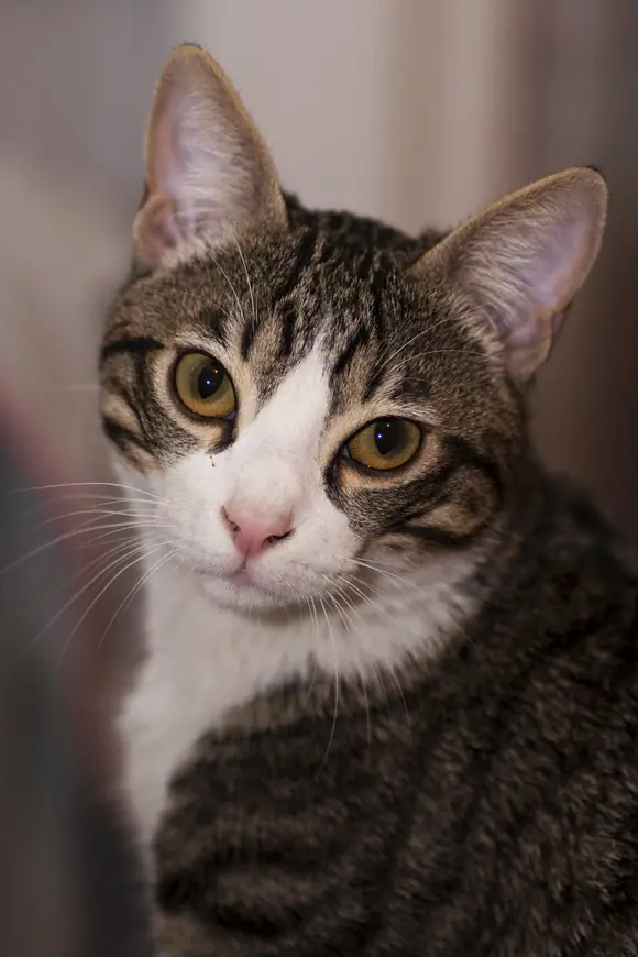 Top 9 gatos de latinoamerica