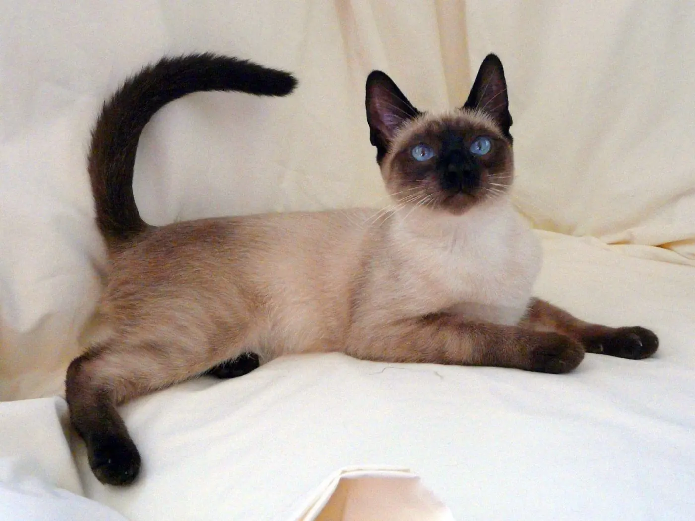 Top 9 gatos de latinoamerica