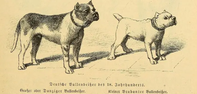 Perros argentinos