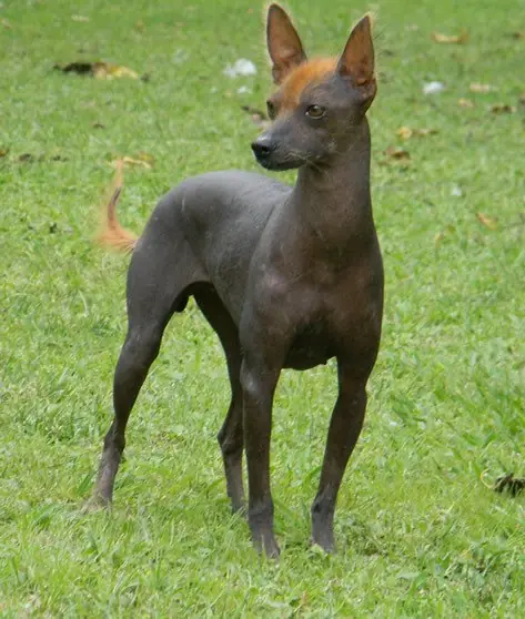 Razas de perro