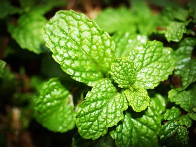 plantas medicinales