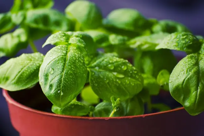 plantas medicinales
