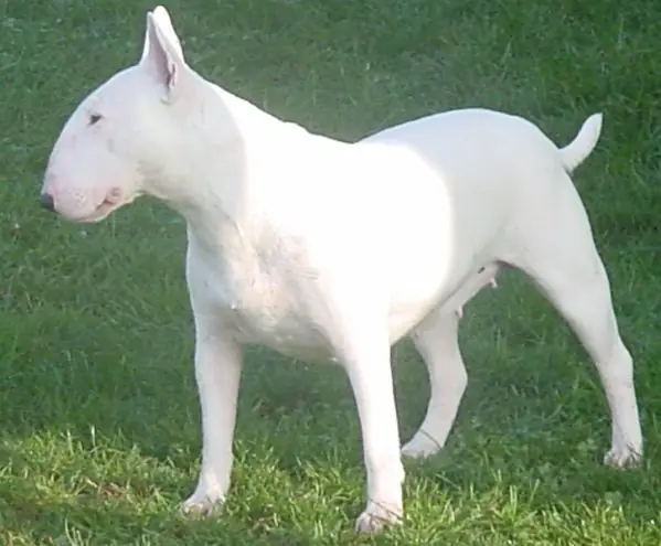 Perro Polar Argentino