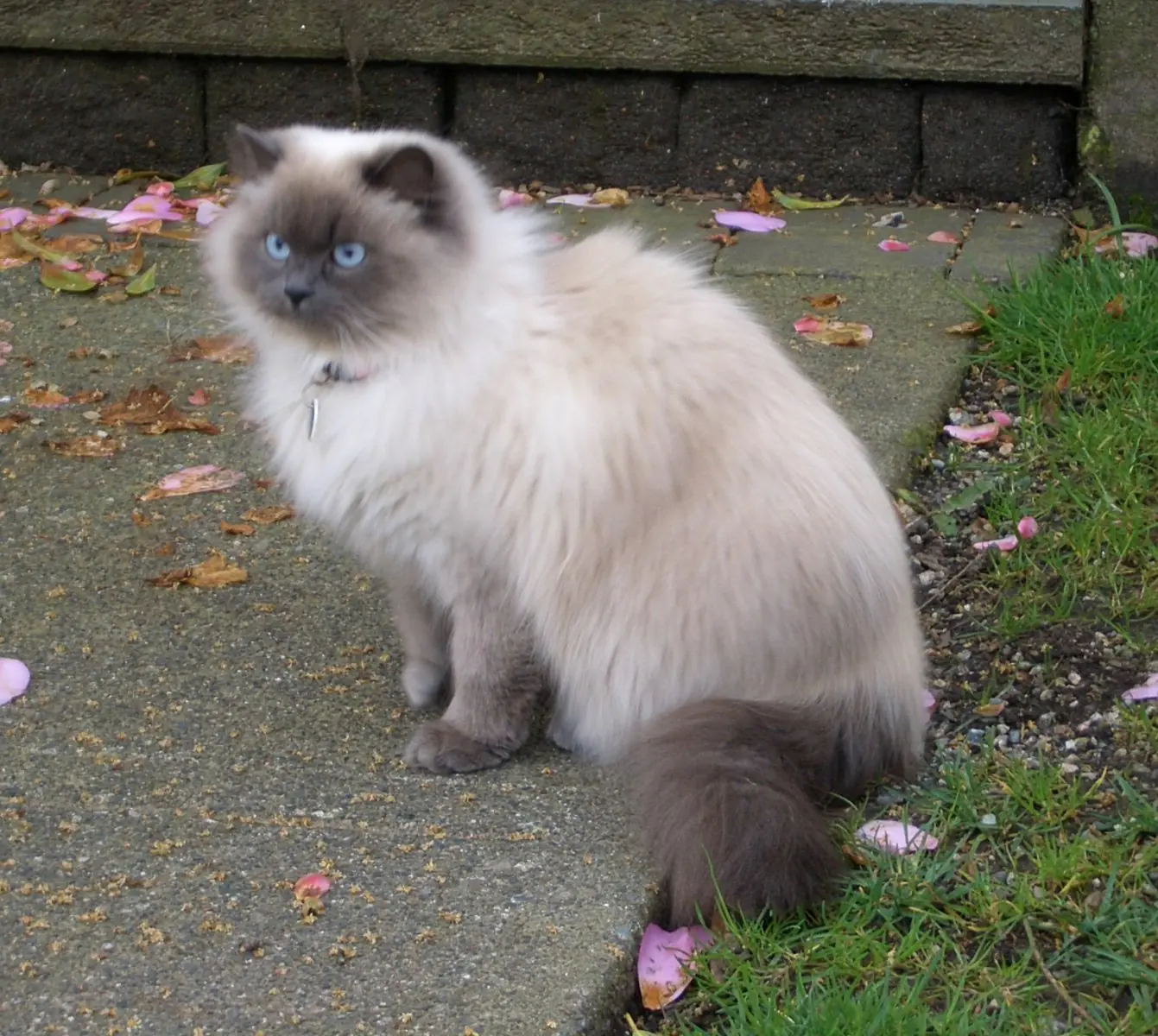 felinos