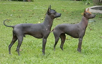 Perros argentinos