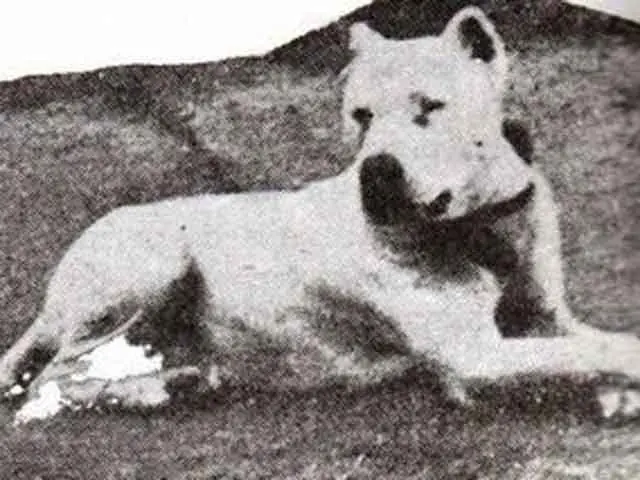 Perro de pelea Cordobes