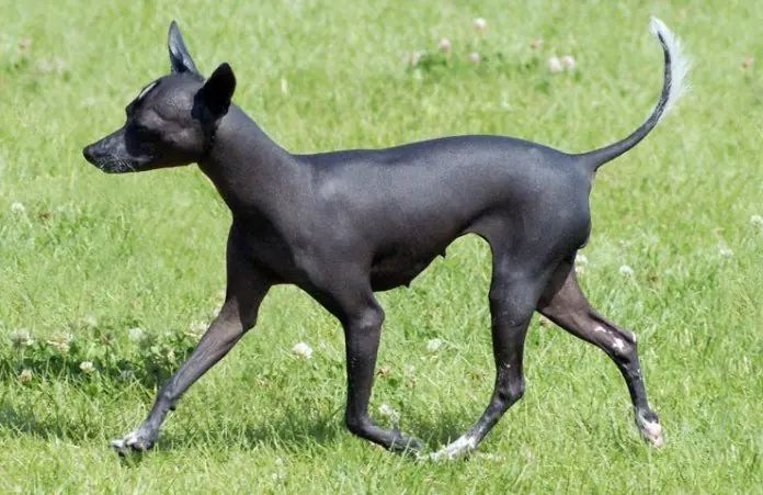 Perro de pelea Cordobes
