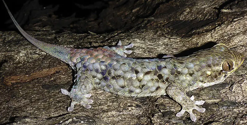 Descubren nueva especie de gecko que muda piel a voluntad