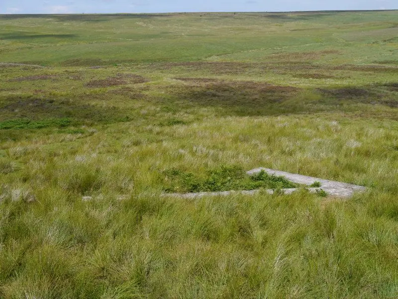 campo