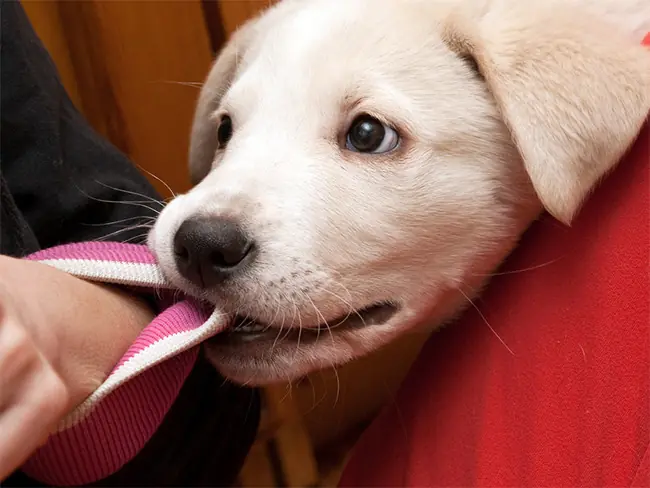 perro