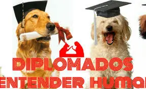 perro