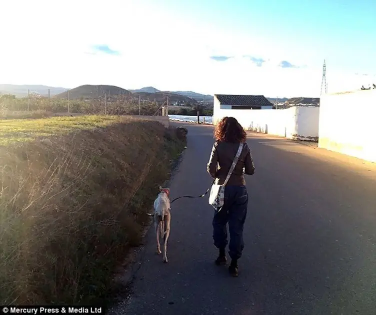 Esta perrita al borde de la muerte hizo que la siguieran