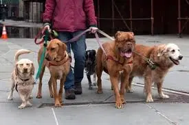 12 cosas a tener en cuenta para que tu Perro te haga caso