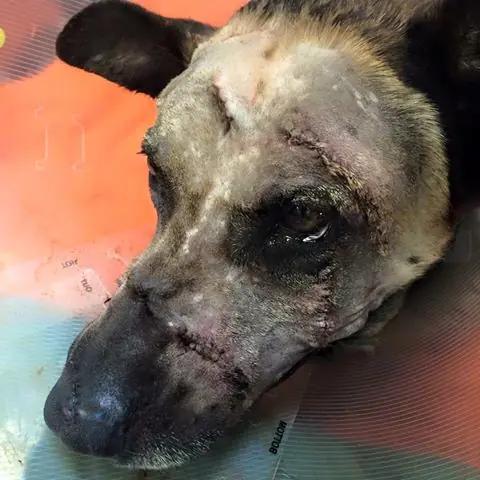 Cuando estaba cumpliendo con su deber este perro fue atacado