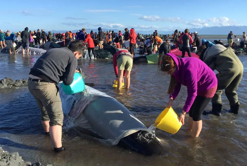 300 ballenas piloto aparecen muertas en Nueva Zelanda