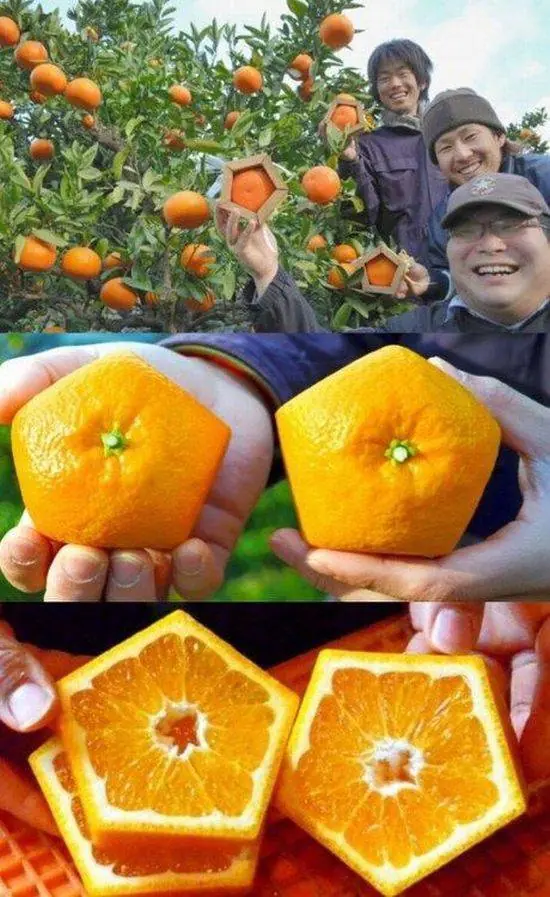 imagenes curiosas