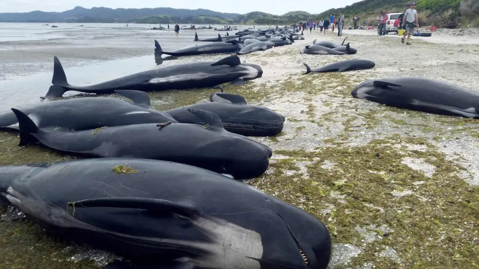 stranded whales stranded whales