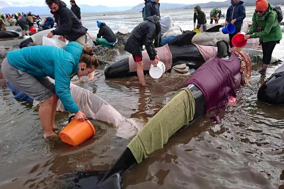beached beached