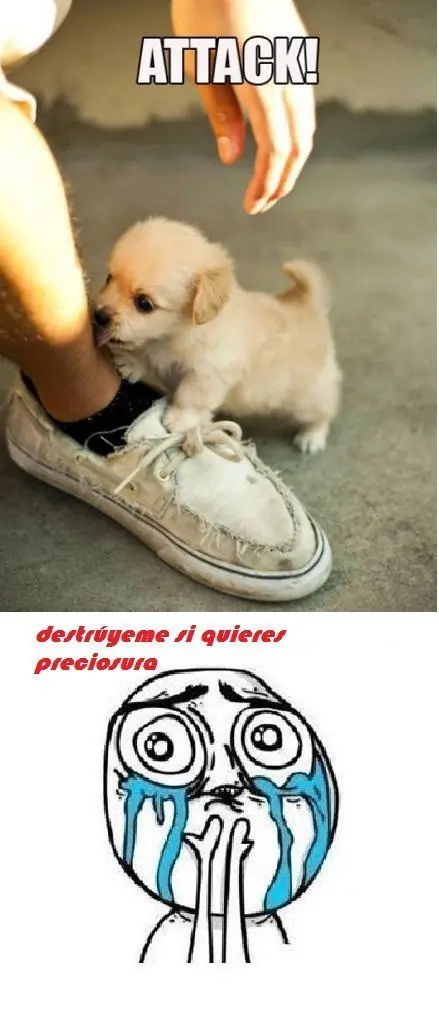 meme